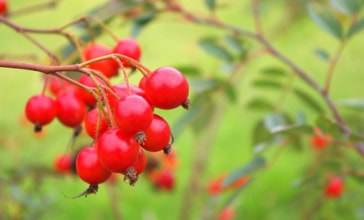 原材料へのこだわり